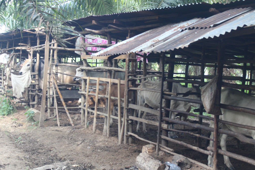 Petumbuhan Perekonomian Masyarakat Dalam Pemeliharran Ternak Lembu